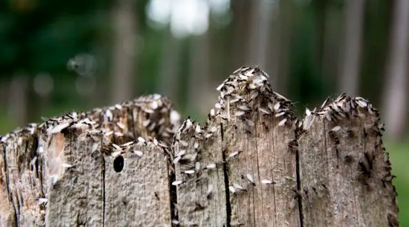 Así es la ‘orgía’ de las hormigas voladoras captada por los radares de lluvia