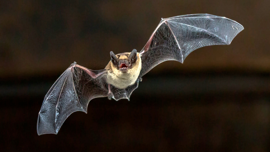 Revelada la base genética de los superpoderes de los murciélagos