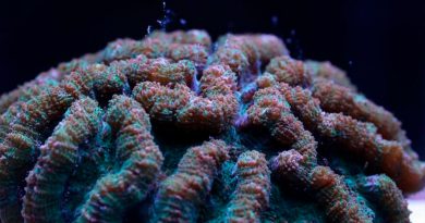 Logran investigadores mexicanos reproducción sexual de corales