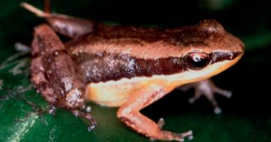 Científicos “engañan” a las ranas macho para entender su comportamiento territorial