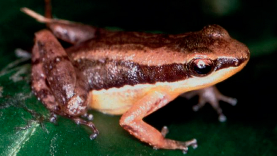 Científicos “engañan” a las ranas macho para entender su comportamiento territorial