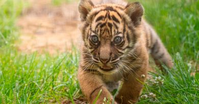 Nace un raro ejemplar de tigre de Sumatra en un zoológico de Polonia