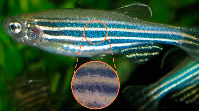 Un modelo matemático explica la formación de bandas en el pez cebra