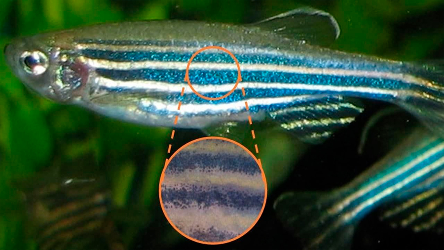 Un modelo matemático explica la formación de bandas en el pez cebra