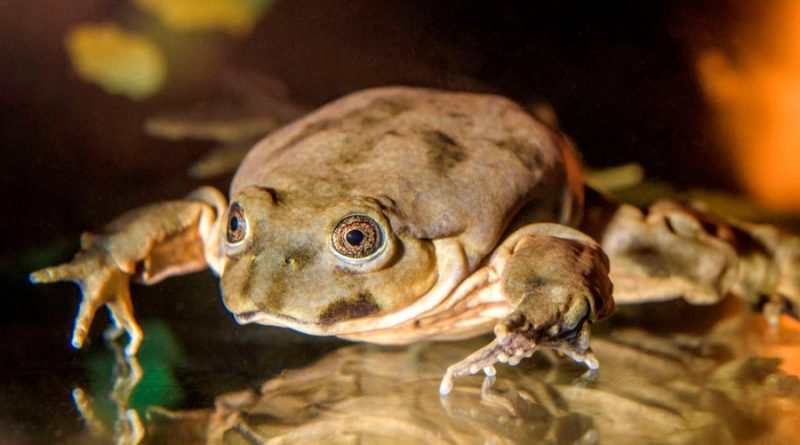 Científicos de varios países preservan a la rana gigante del lago Titicaca