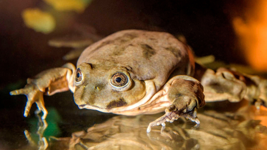 Científicos de varios países preservan a la rana gigante del lago Titicaca