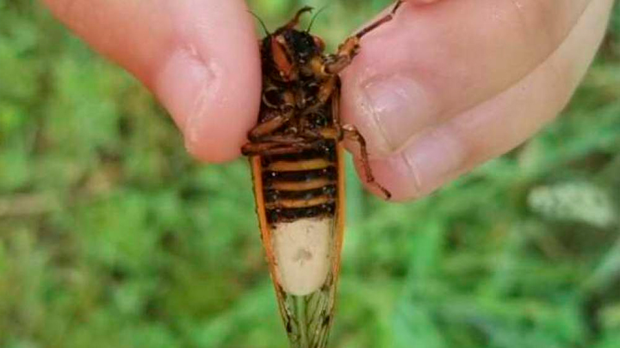 Descubren en cigarras alteración extrema de la conducta sexual por culpa de un hongo