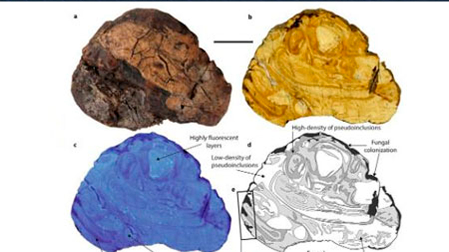 Encuentran savia de árboles de hace 100 millones de años preservada en ámbar