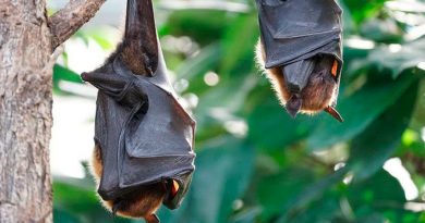 Análisis genealógico muestra que el coronavirus lleva más de 40 años en murciélagos