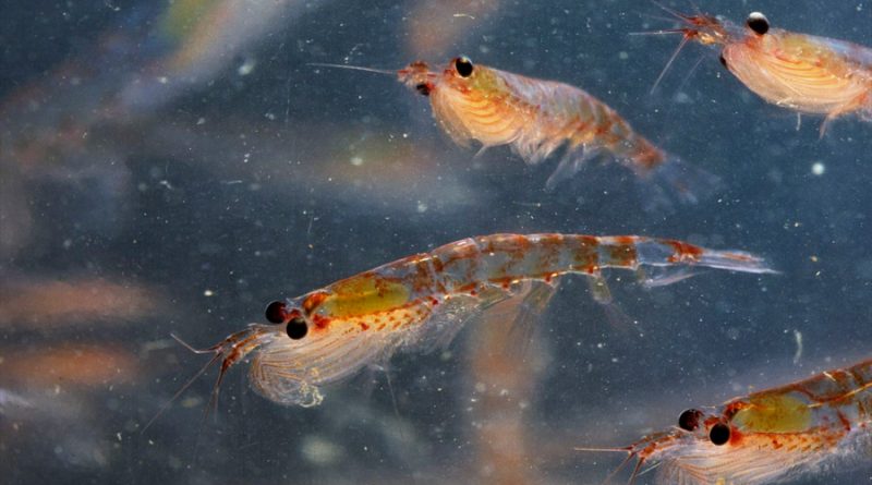 Reportan crustáceos capaces de fragmentar microplásticos en trozos más pequeños que unas células