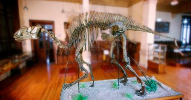 Las huellas que llevaron a Luis Espinosa a descubrir al primer dinosaurio mexicano