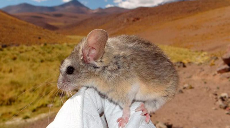Descubren un ratón que vive a casi 7 mil metros de altura y resiste a -60°C en un volcán