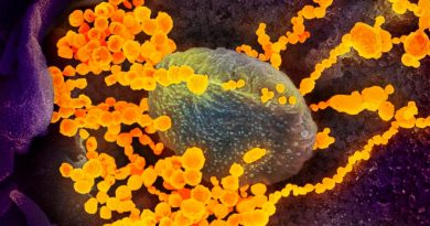 Linfocitos generados por el resfriado común podrían servir ante Covid-19: estudio en Nature