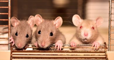 Ratas que consumen anticoagulantes que usamos como matarratas se multiplican y hacen más resistentes