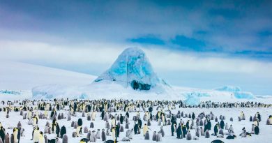 Científicos descubren nuevas colonias de pingüinos desde el espacio