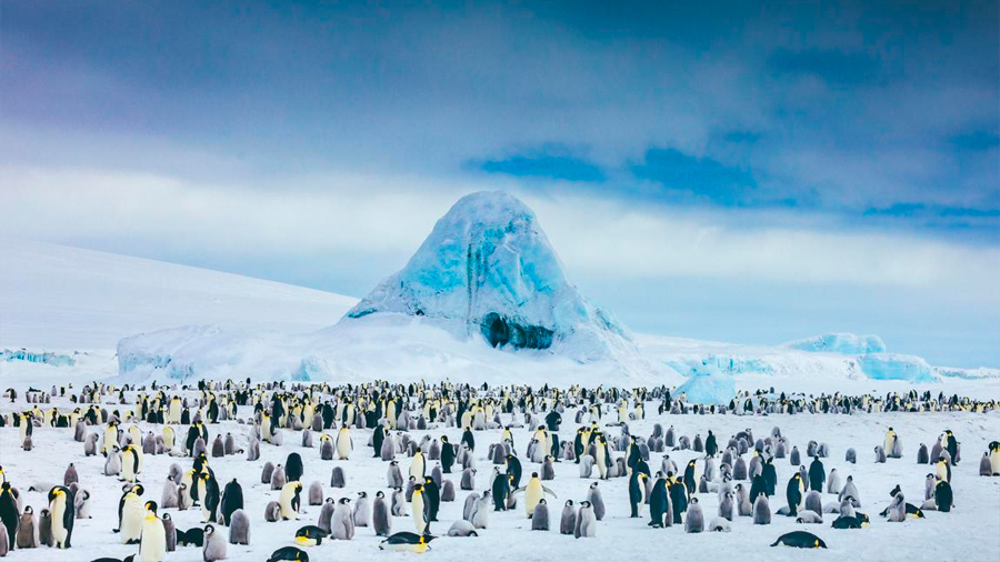 Científicos descubren nuevas colonias de pingüinos desde el espacio