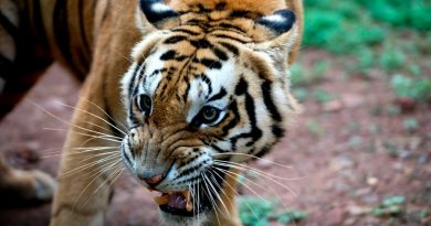 Duplica Tailandia la población de tigres salvajes