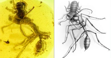 Hallan un fósil de 'hormiga del infierno' preservado en ámbar de 99 millones de años de antigüedad