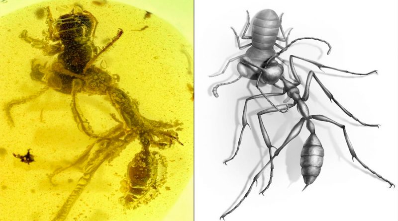 Hallan un fósil de 'hormiga del infierno' preservado en ámbar de 99 millones de años de antigüedad