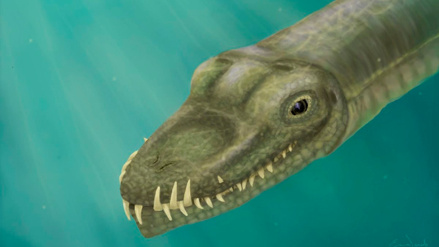 Resuelven el misterio de los reptiles de cuello súper largo, al demostrar que vivían en el agua