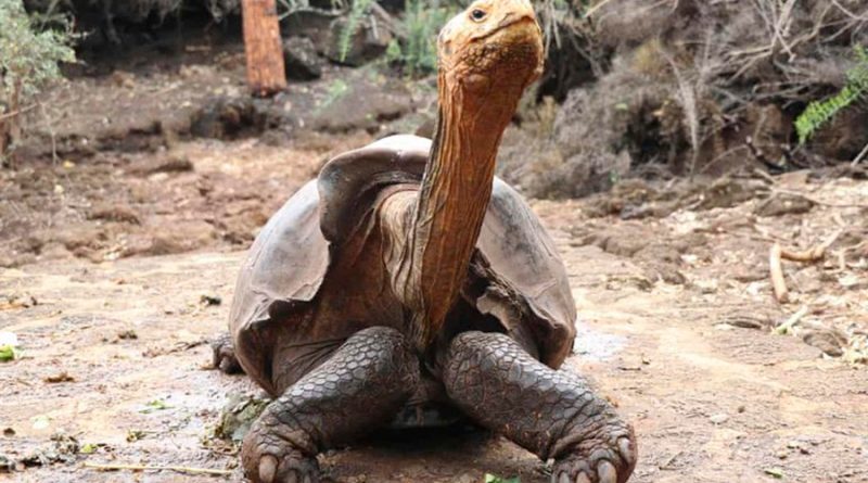 Investigadores argentinos descubren que las tortugas antes no podían esconder su cabeza dentro del caparazón
