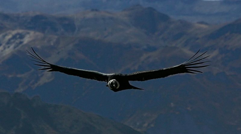 El cóndor de los Andes, una “máquina” súper eficiente capaz de volar 5 horas sin aletear