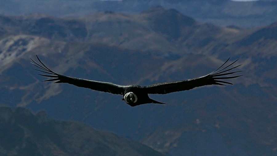 El cóndor de los Andes, una “máquina” súper eficiente capaz de volar 5 horas sin aletear