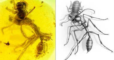 Hallan un fósil de ‘hormiga del infierno’ de 99 millones de años de antigüedad