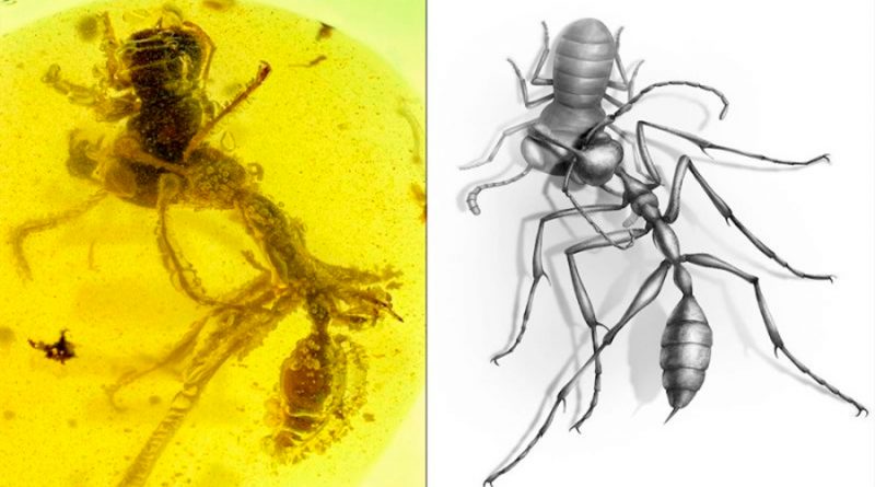 Hallan un fósil de ‘hormiga del infierno’ de 99 millones de años de antigüedad