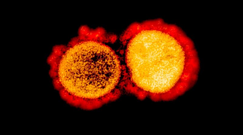 Científica mexicana descubre vulnerabilidad del coronavirus