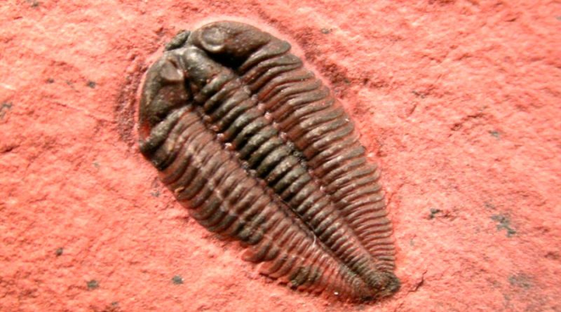 Trilobites tenían una vista similar a la de los insectos modernos