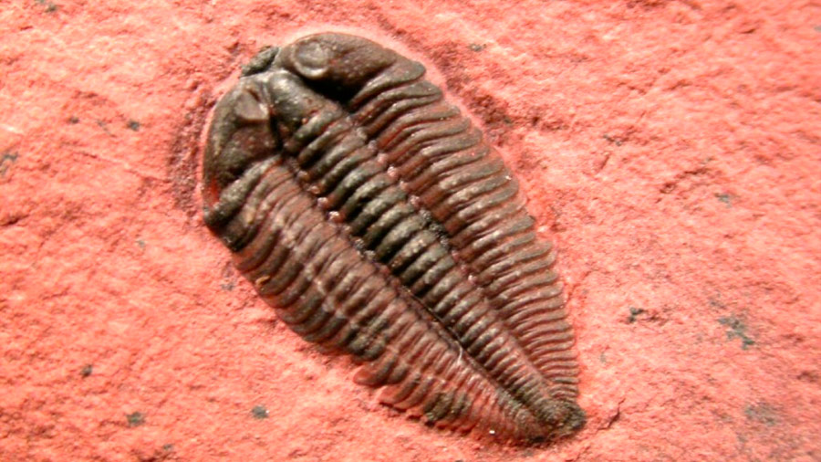 Trilobites tenían una vista similar a la de los insectos modernos