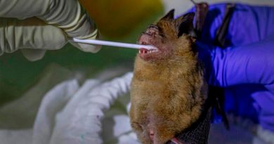 Buscan origen del coronavirus en murciélagos de Tailandia