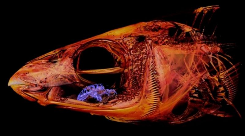 Imágenes muestran a un parásito que reemplaza la lengua de los peces y se alimenta de su sangre