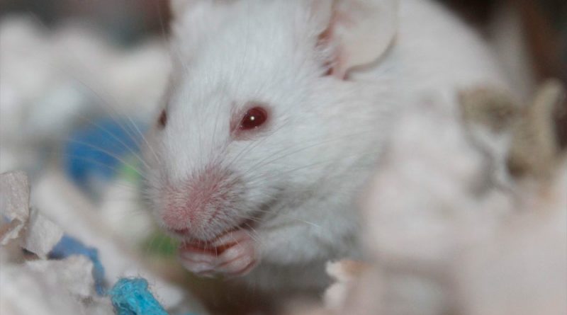 Consiguen eliminar cánceres resistentes a la inmunoterapia, en un estudio con ratones