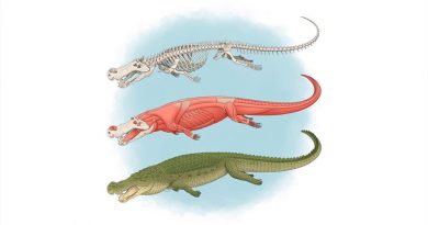 Nuevos detalles sobre “los cocodrilos del terror”: eran gigantes con dientes del tamaño de un plátano