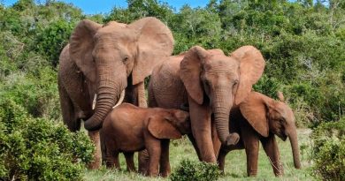 La pandemia provoca un 'baby boom' de elefantes en Kenia: 140 nuevas crías desde que llegó el Covid