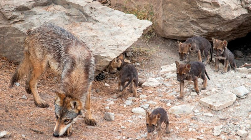 Nacen 8 cachorros de lobo gris mexicano en el Museo del Desierto de Saltillo, Coahuila