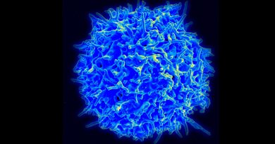 Un estudio explica cómo un virus utiliza un 'señuelo' para evadir el sistema inmune
