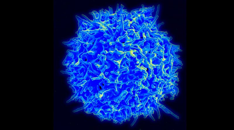 Un estudio explica cómo un virus utiliza un 'señuelo' para evadir el sistema inmune