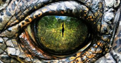 Sorpresa: revelan qué se esconde detrás de las verdaderas lágrimas de cocodrilo