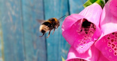 Las abejas tienen sentidos secretos para detectar comida