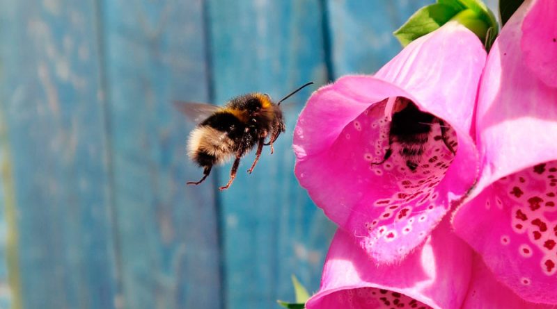Las abejas tienen sentidos secretos para detectar comida