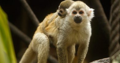 La inteligencia del mono araña es tan sofisticada como la de una computadora: estudio de la UNAM