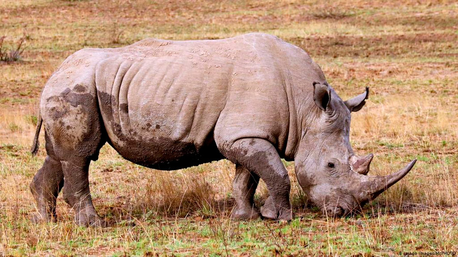 Sudáfrica: por pandemia la caza furtiva de rinocerontes se redujo en un 53%