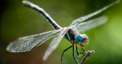 Alas de insectos posibilitan nanomateriales que permiten avanzar en el combate contra las superbacterias