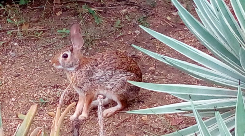 La enfermedad hemorrágica viral de los conejos llega a México