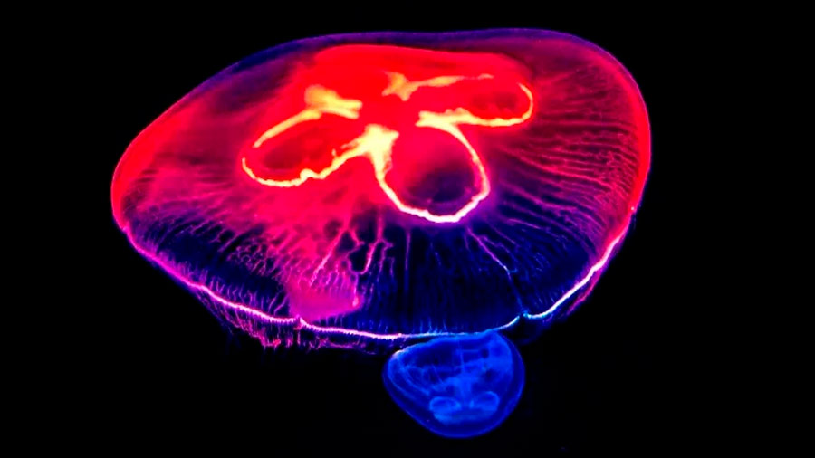 Como flechas envenenadas: el mecanismo de picadura de las medusas