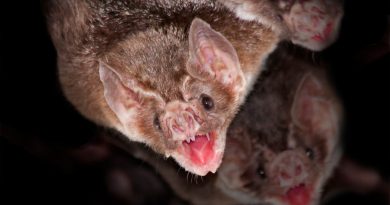 Murciélagos en la salud pública: entre el bien y el mal