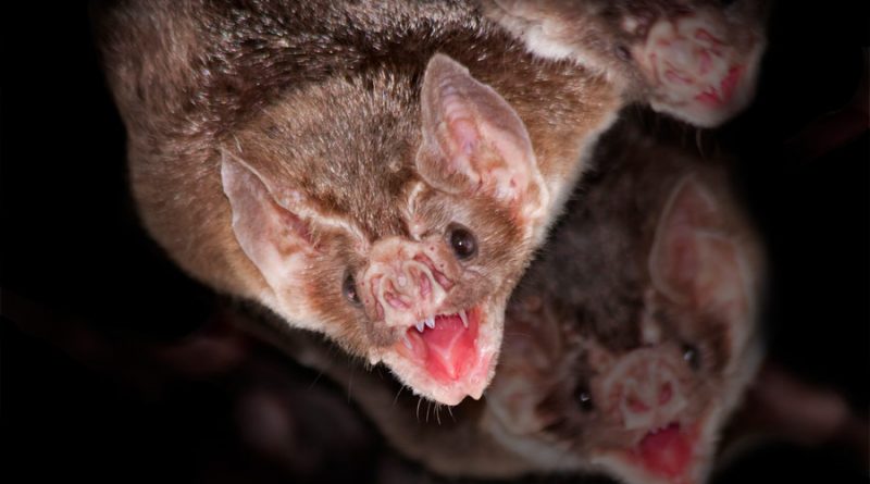 Murciélagos en la salud pública: entre el bien y el mal